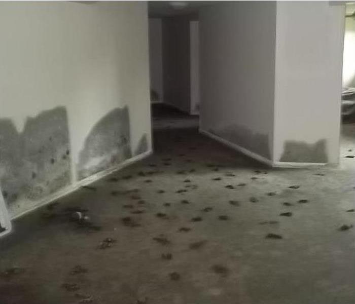 mold spots on vacant house walls and carpet